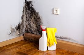 Why You Should Choose Our Mold Remediation Services in Bayou Gauche, LA